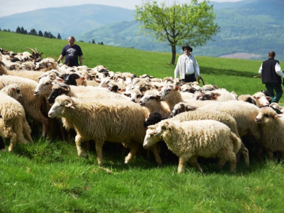 Kto ma owce, ten ma, co chce! - czyli redyk w gminie Węgierska Górka. - zdjęcie14