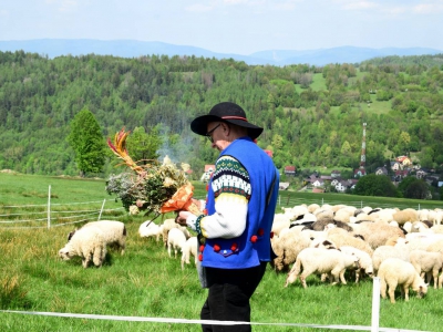 Kto ma owce, ten ma, co chce! - czyli redyk w gminie Węgierska Górka. - zdjęcie9
