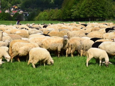 Kto ma owce, ten ma, co chce! - czyli redyk w gminie Węgierska Górka. - zdjęcie10