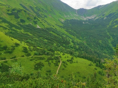 Tatrzański las