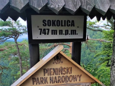 Tablica informacyjna na Sokolicy dotycząca sosen reliktowych.